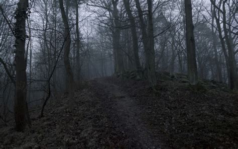 Dark Forest Trail Background - 2560x1600 Wallpaper - teahub.io