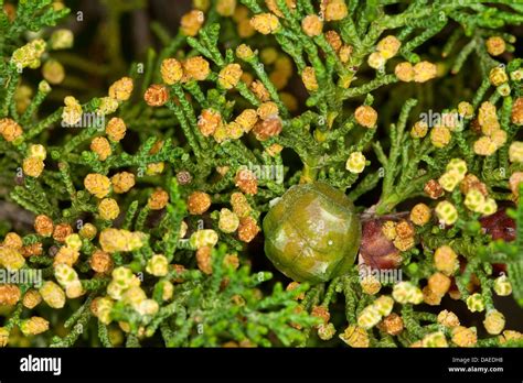 Cypress Tree Flower