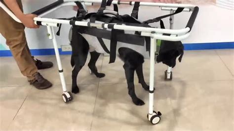 Dog Cat Wheelchair Walker Rehabilitation Training With Hind Limb ...