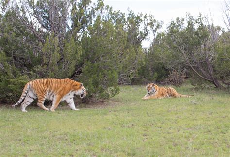 The Wild Animal Sanctuary and The Wild Animal Refuge in Colorado are ...