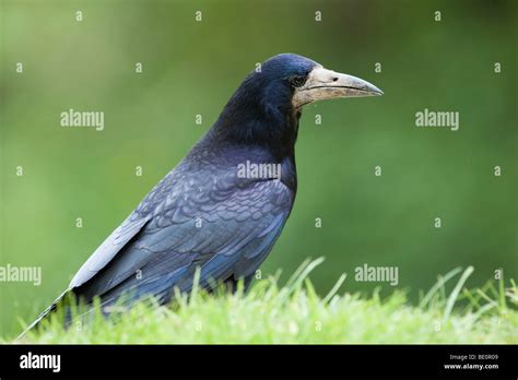 rook; Corvus frugilegus Stock Photo - Alamy