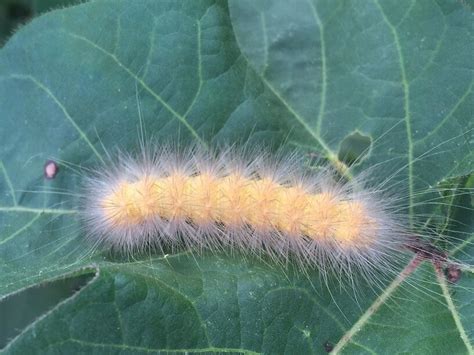 Saltmarsh Caterpillar - UT Crops Disease Field Guide