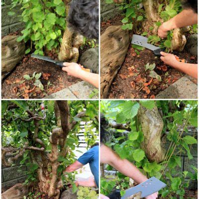 pruning Archives - Garden Therapy