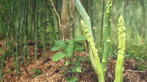 How To Care For Asparagus Plant: [15 Useful Tips]