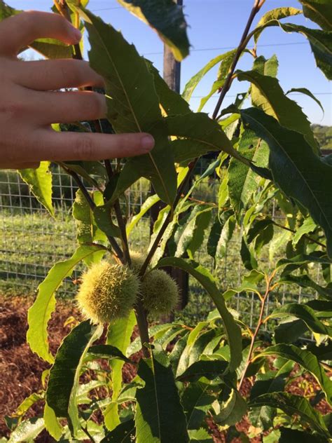 The Parklands American Chestnut Restoration Project - The Parklands