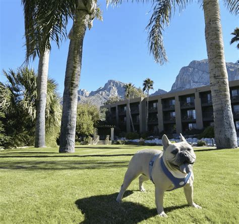 The 7 Best Pet Friendly Hotels In Arizona – Big 7 Travel