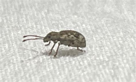 Small Grey Bug found in Bed - BugGuide.Net