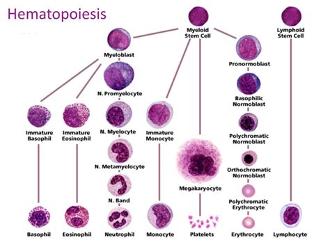 PPT - Hematopoietic System PowerPoint Presentation, free download - ID:3749199