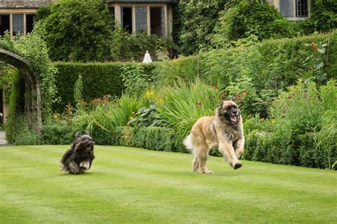 Dog-Friendly Hotels In The Cotswolds | Condé Nast Johansens