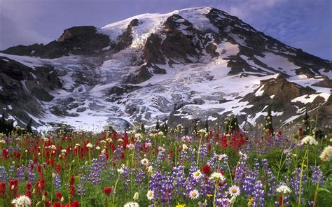 🔥 [40+] Mountain Wildflowers Wallpapers | WallpaperSafari