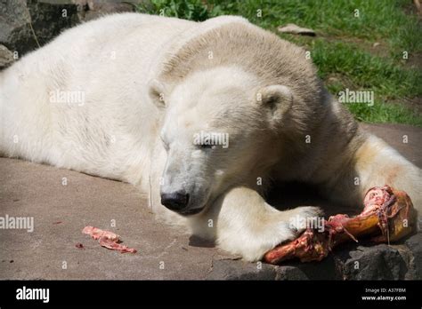 Polar bear eating at Edinburgh Zoo Stock Photo - Alamy