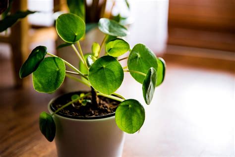 Chinese Money Plant: How To Care For Pilea Peperomioides | BBC Gardeners World Magazine