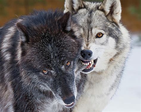 Wolf Kisses Photograph by Terry Hawthorne - Fine Art America