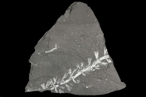 3" Fossil Horsetail (Sphenophylum) - Pennsylvania (#79732) For Sale ...