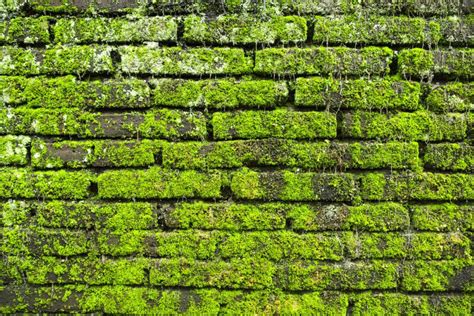 How To Clean Moss Off Brick - Home Inspection Geeks