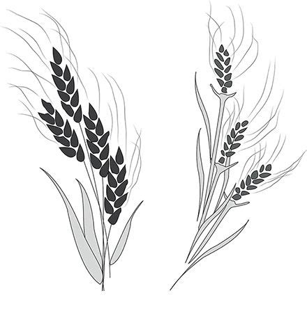 A black-and-white illustration of wheat and a tare. | Doctrine and covenants, Pictures to draw ...