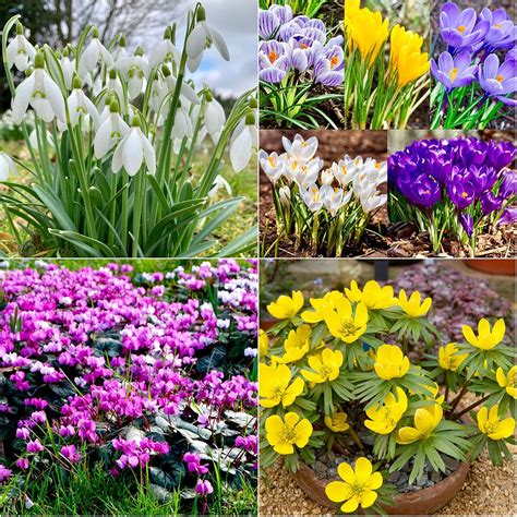 Woodland bulbs® 50 x Winter/Early Spring Flowering Bulbs - Snowdrops, Aconites - Cyclamens ...