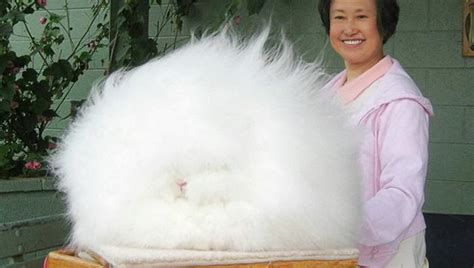 Super Fluffy Bunny: Meet the World's Fluffiest Rabbit - Hop to Pop