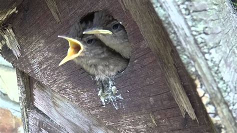 Wrens feeding - YouTube