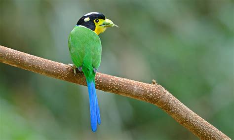 India’s 10 Most Beautiful Birds of Paradise - India Bird Watching