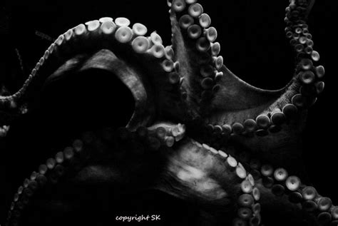 Octopus Photograph, Black and White Octopus Print, Kraken Art, Sea Creature, Octopus Tentacles ...
