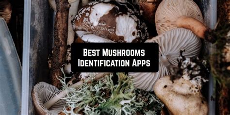 7 Best Mushrooms Identification Apps for Android & iOS | Freeappsforme - Free apps for Android ...