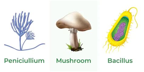 Overview Saprophytes - Meaning, Characteristics, and Examples