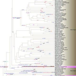 Evolution of green-type plastids across secondary endosymbiosis events ...