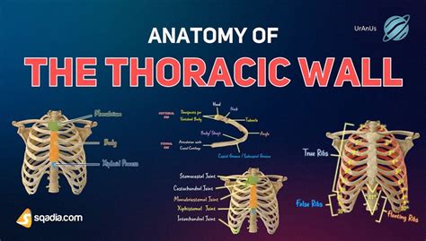 Anatomy of the Thoracic Wall - Introduction