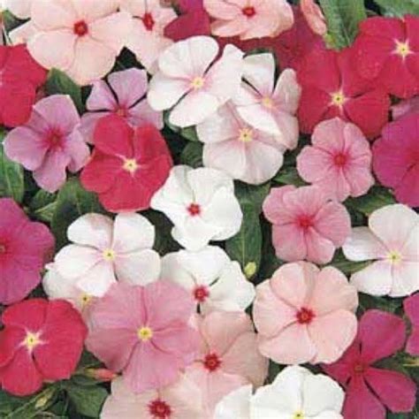 Natural Catharanthus Roseus Seeds, For Agriculture, Packaging Type: Packet, Rs 100 /gram | ID ...