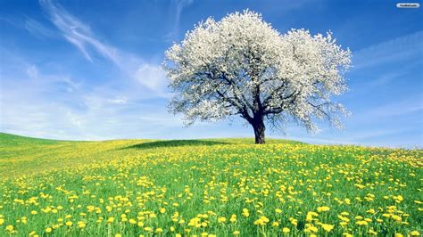 Spring Season Tree Wallpapers - Wallpaper Cave