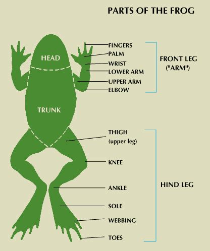 frog: anatomy - Students | Britannica Kids | Homework Help