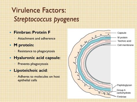 PPT - MLAB 2434: Microbiology Keri Brophy-Martinez PowerPoint Presentation - ID:3800337