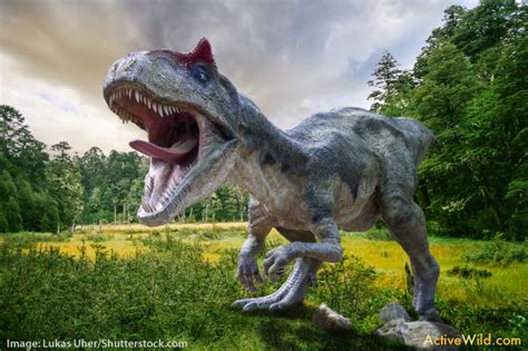 Albertosaurus Facts, Pictures & Information for Kids, Students and Adults