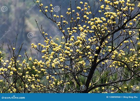 Blooming Yellow Flowers on Sassafras Tree Stock Photo - Image of aroma ...