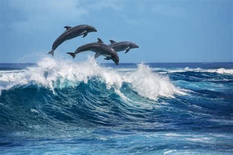 Dolphin Cruises in Destin – What You Can Expect – All Around Destin