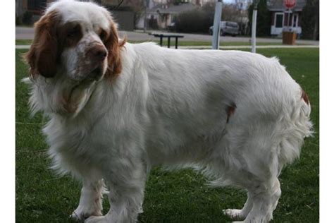 Clumber Spaniel Puppies for Sale from Reputable Dog Breeders