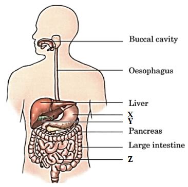 Human Digestive System Diagram Labeled For Class 7