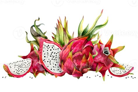 Red dragon fruits whole and half pitahaya with slices and green leaves watercolor illustration ...