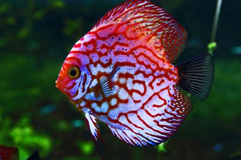 King of the Aquarium: Facts about Discus Fish - Seatech Aquariums