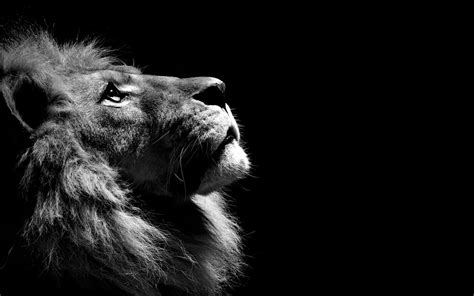 Lion Wallpaper Desktop (64+ pictures) - WallpaperSet