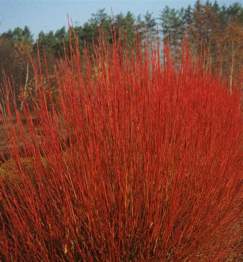 Cardinal Red Twig Dogwood | Natorp's Online Plant Store