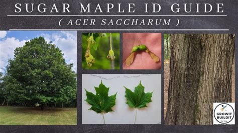 Maple Tree Identification – A Complete Guide – GrowIt BuildIT