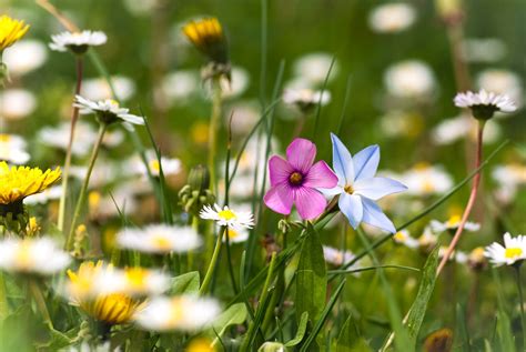 Flowers, Meadow, Summer, Grass HD wallpaper | Wallpaper Flare