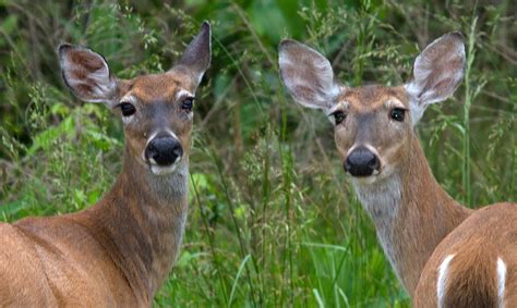 Female White Tailed Deer