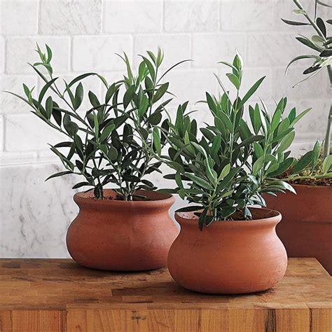 Mini European Olive Trees | Olivenpflanze, Zimmerpflanzen ideen, Indoor ...