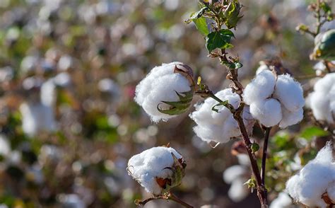 What is Egyptian Cotton? Everything You Need to Know