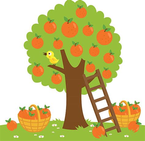 Top 60 Orange Tree Clip Art, Vector Graphics and Illustrations - iStock