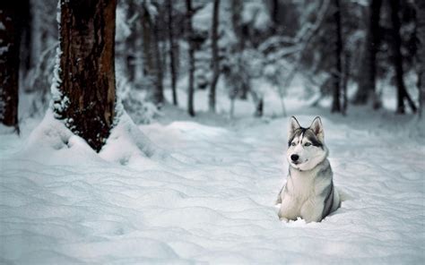 Baby Huskies Wallpaper (79+ images)