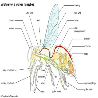 wasp anatomy